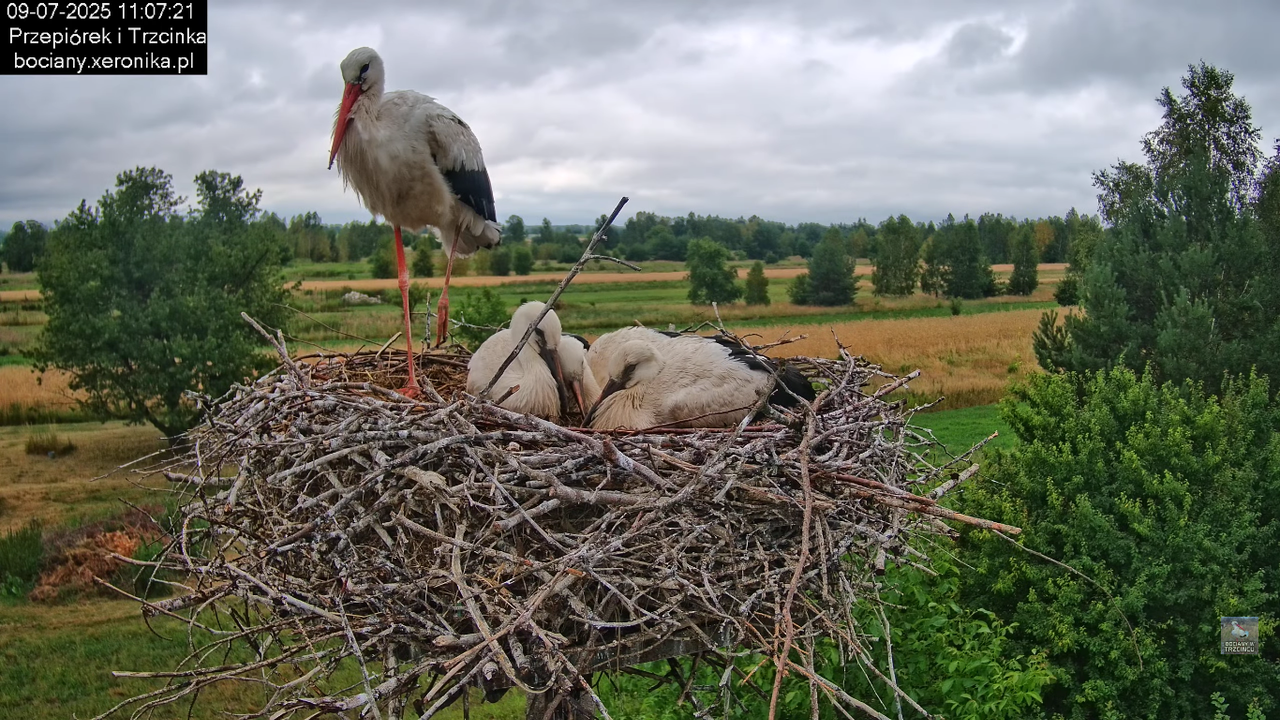 09072025bociany46
