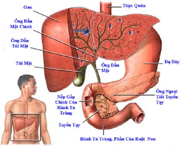 [Image: chuc-nang-cua-tuyen-tuy-3.jpg]