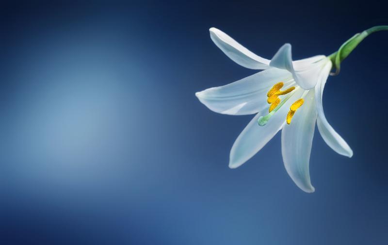 flower-lily-lilium-candidum-madonna-lily.jpg