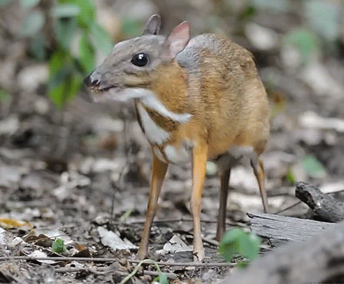 mousedeer2.gif