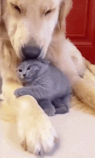 Dogn-Cattumblr-t53g5i5Eg-U1zbh1kr-ezgif-com-optimize.gif