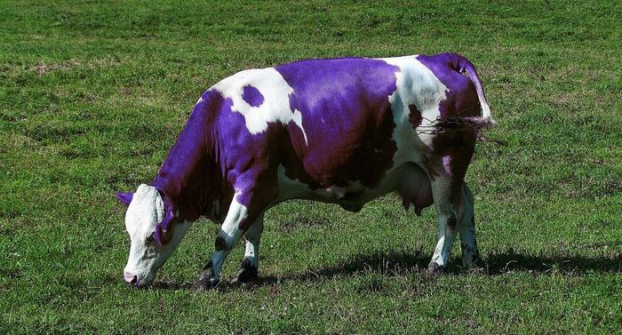 How Does Purple Cow Meaning Apply to B2B Service Industries