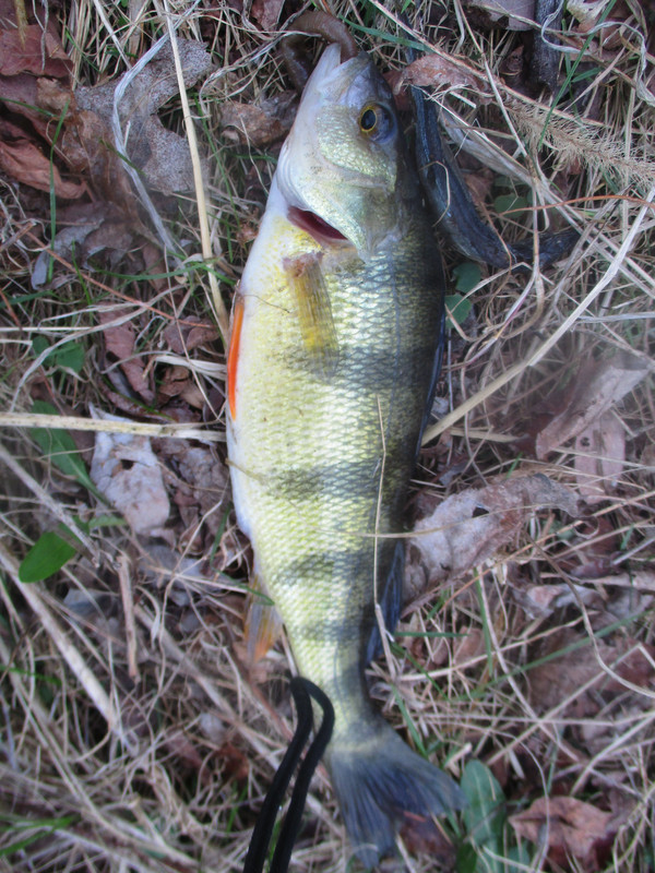 stankys bullhead and perch 002