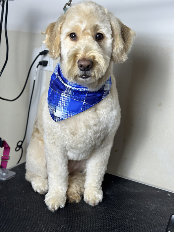 Fluffy groomed doodle