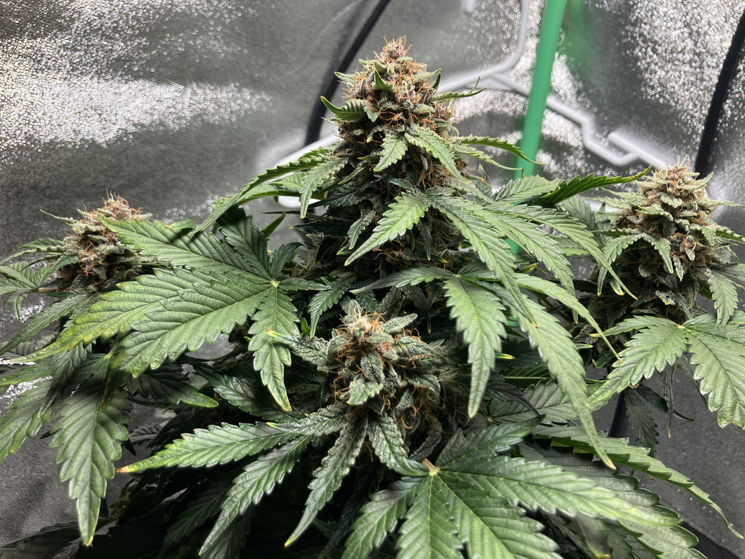 7D73D1D2-CD55-48AE-999C-2A0DB75762CC