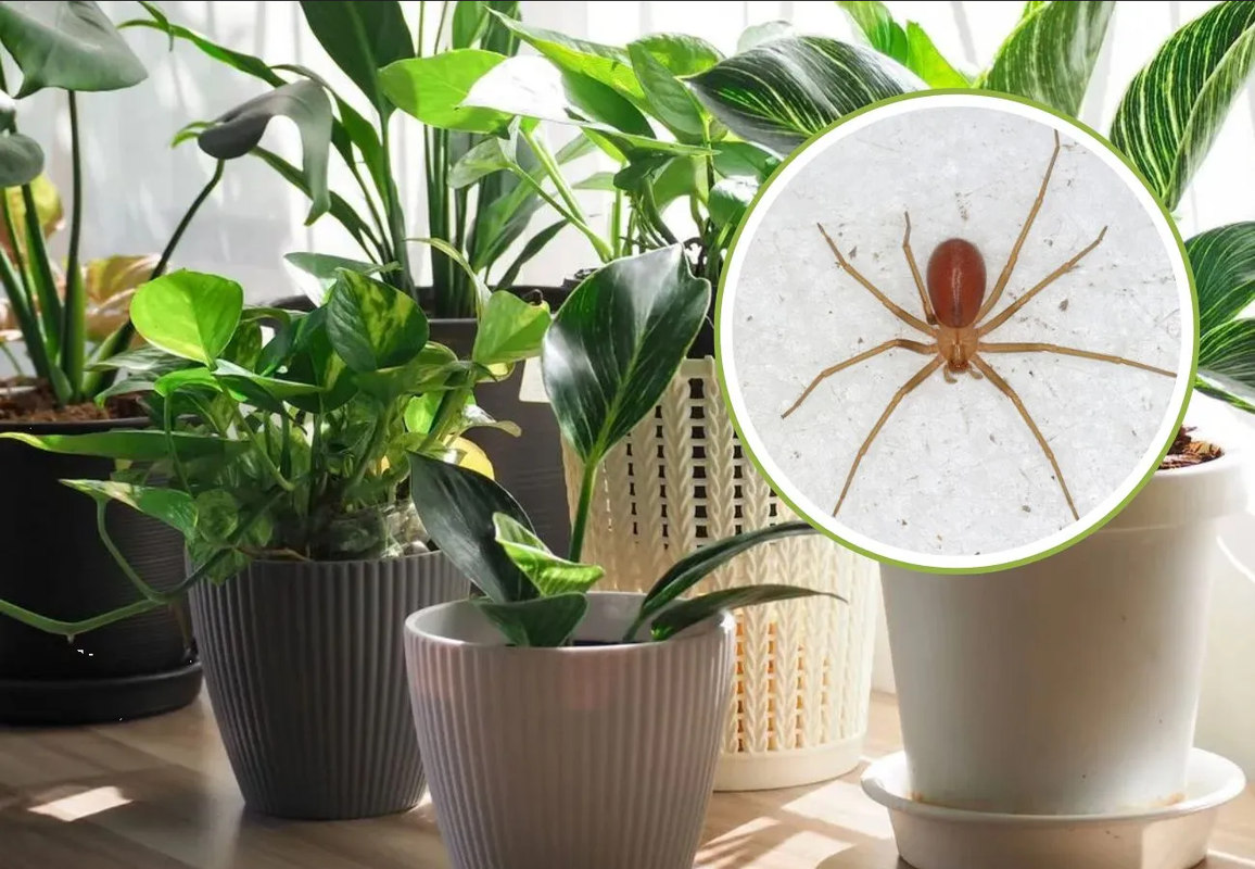 ¡Adiós arañas violinistas! Plantas que las ahuyentan de tu hogar