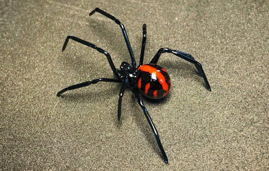 Чёрная вдова Latrodectus - шокирующие факты о легендарном пауке-убийце Чёрная вдова Latrodectus - шокирующие факты о легендарном пауке-убийце