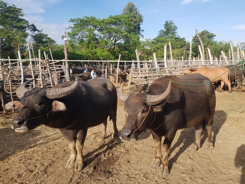 Thai Buffalo Village