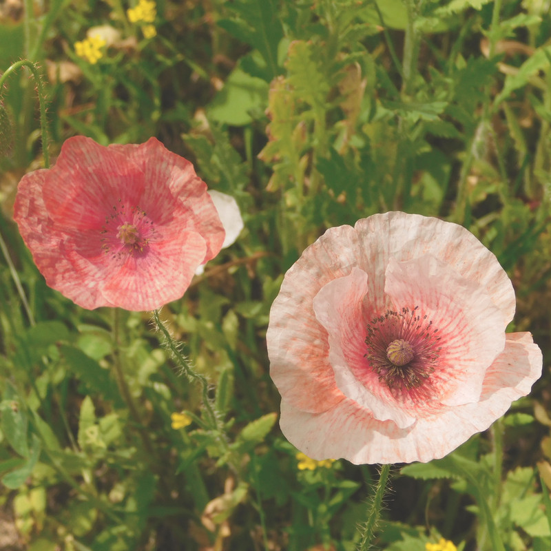 Дачное июль кудряшка , маус-машина и природа 083