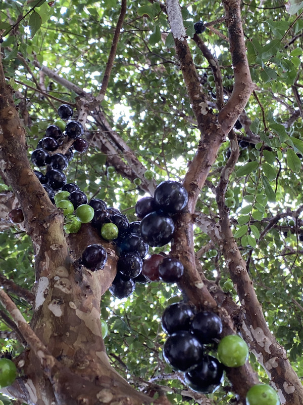 E6078B1D-90A7-40CE-AE1F-367DF8E0AACD