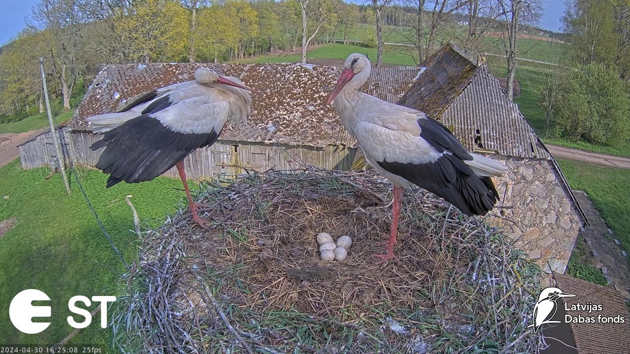 Baltie stārķi (Ciconia ciconia) Tukuma novadā - LDF tiešraide __ White storks in Tukums, Latvia 8-58