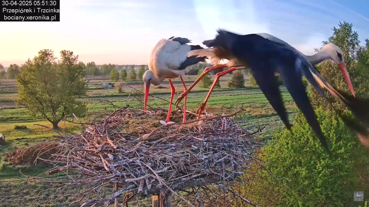 30042025bociany_3
