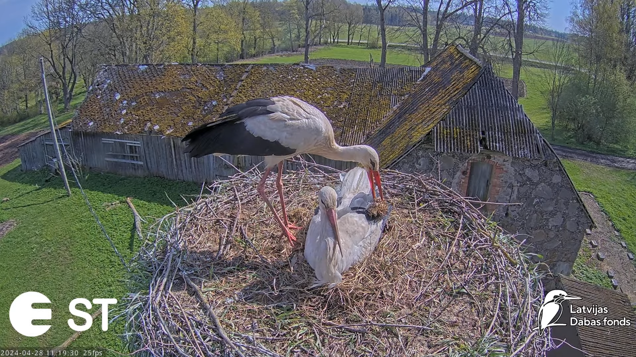 Baltie stārķi (Ciconia ciconia) Tukuma novadā - LDF tiešraide __ White storks in Tukums, Latvia 12-1