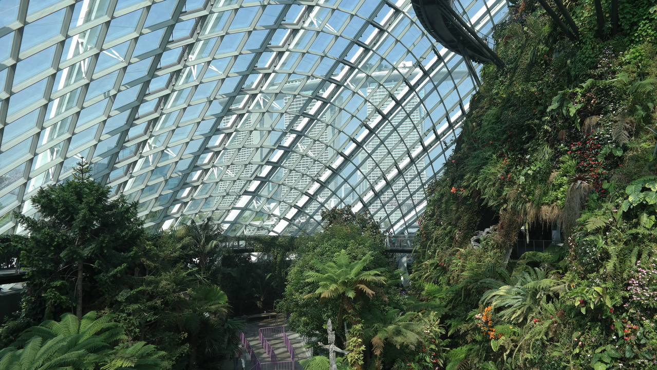 Cloud Forest 36