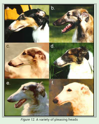 pleasing dog heads
