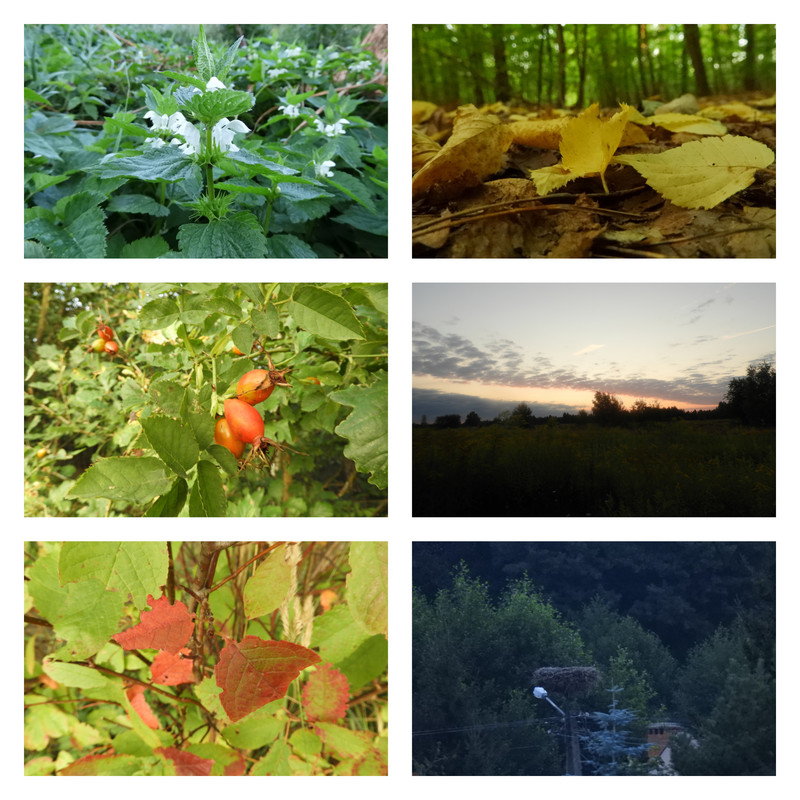 czytowiosnaczytojesien