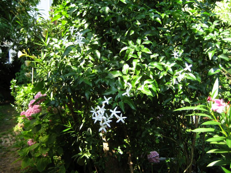 jasminum_azoricum