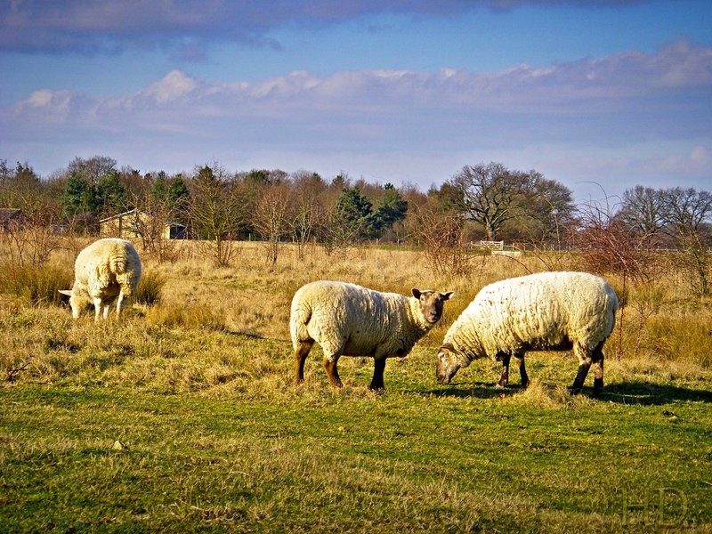 sheep-HD.jpg