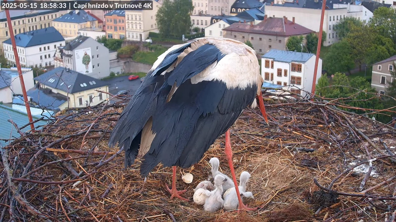 Tiešraide no stārķa ligzdas uz alus darītavas skursteņa Trutnovā 15-56-37 screenshot (1)