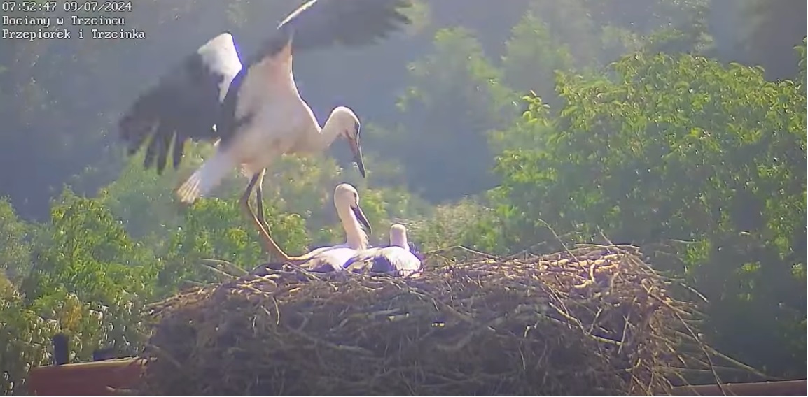 najlepiejwybicsienakims