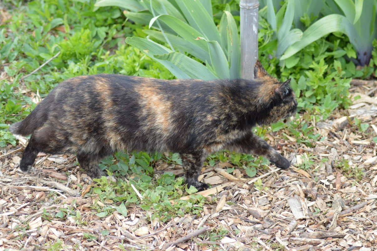 пеструшка в ирисах2