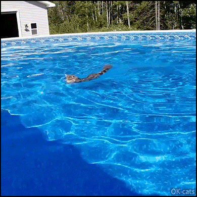 Amazing-Cat-GIF-Happy-pool-cat-swimming-in-his-pool-He-likes-summer-he-enjoys-its-cat-life.gif
