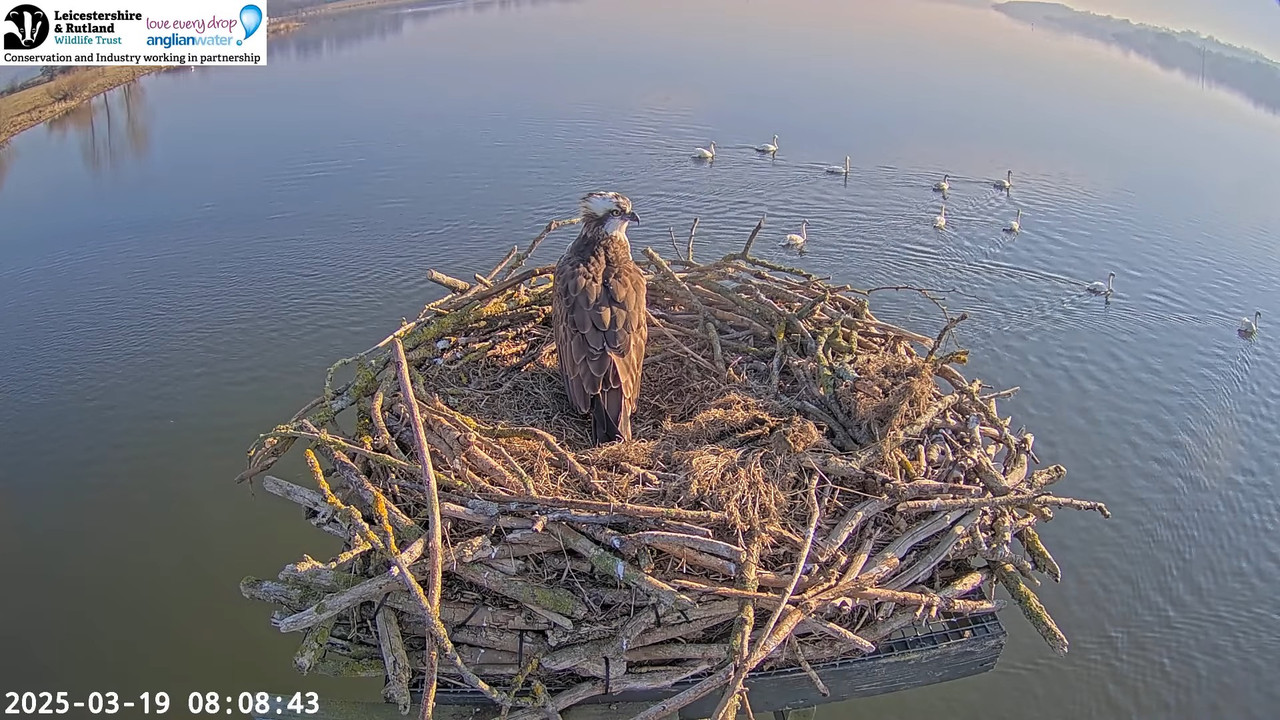 LRWT — Manton Bay Ospreys tiešraides tīmekļa kamera (platleņķa) 7-47-8 screenshot