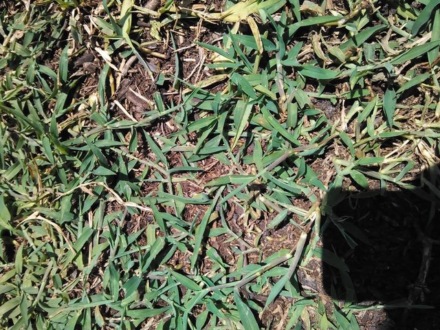 View of Image result for Is bermudagrass toxic to puppy dogs