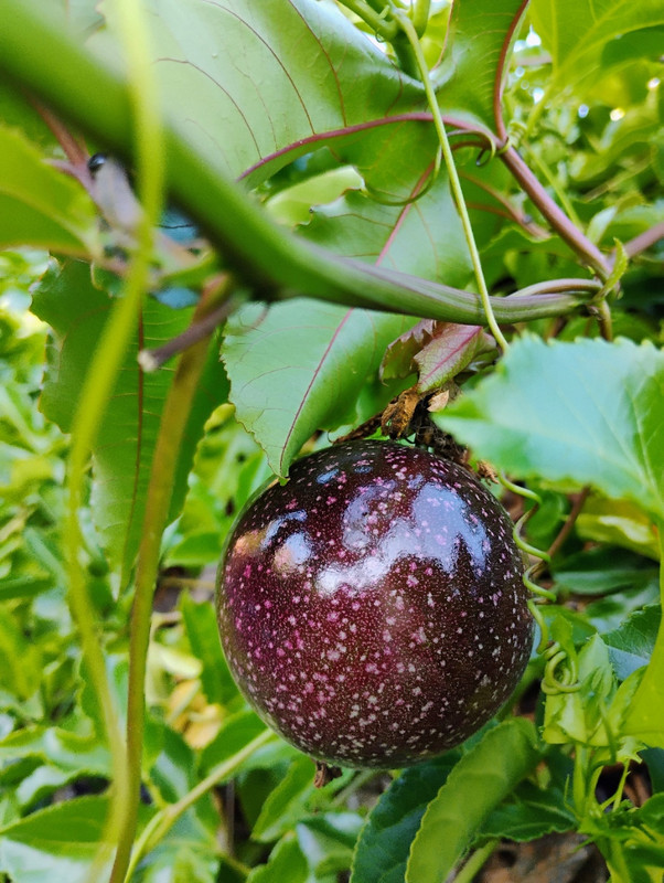 IMG_20250930_170012957_AE