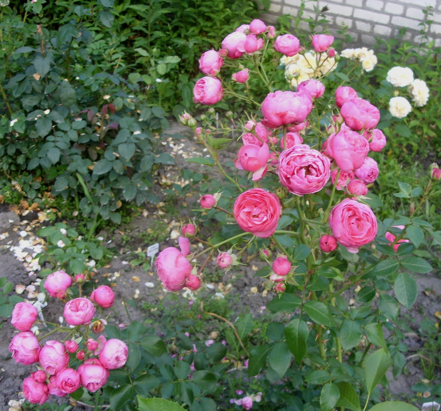 SDC11685