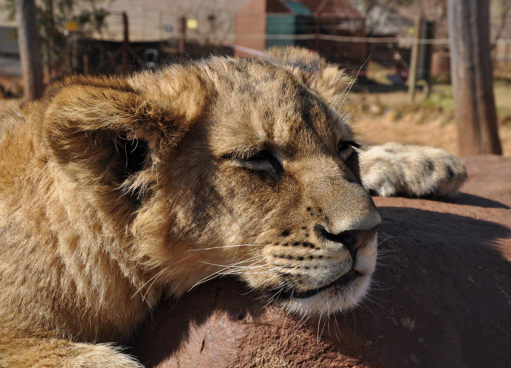lion-cub-portrait-stock-by-kridah-stock-d73vewu-fullview.jpg