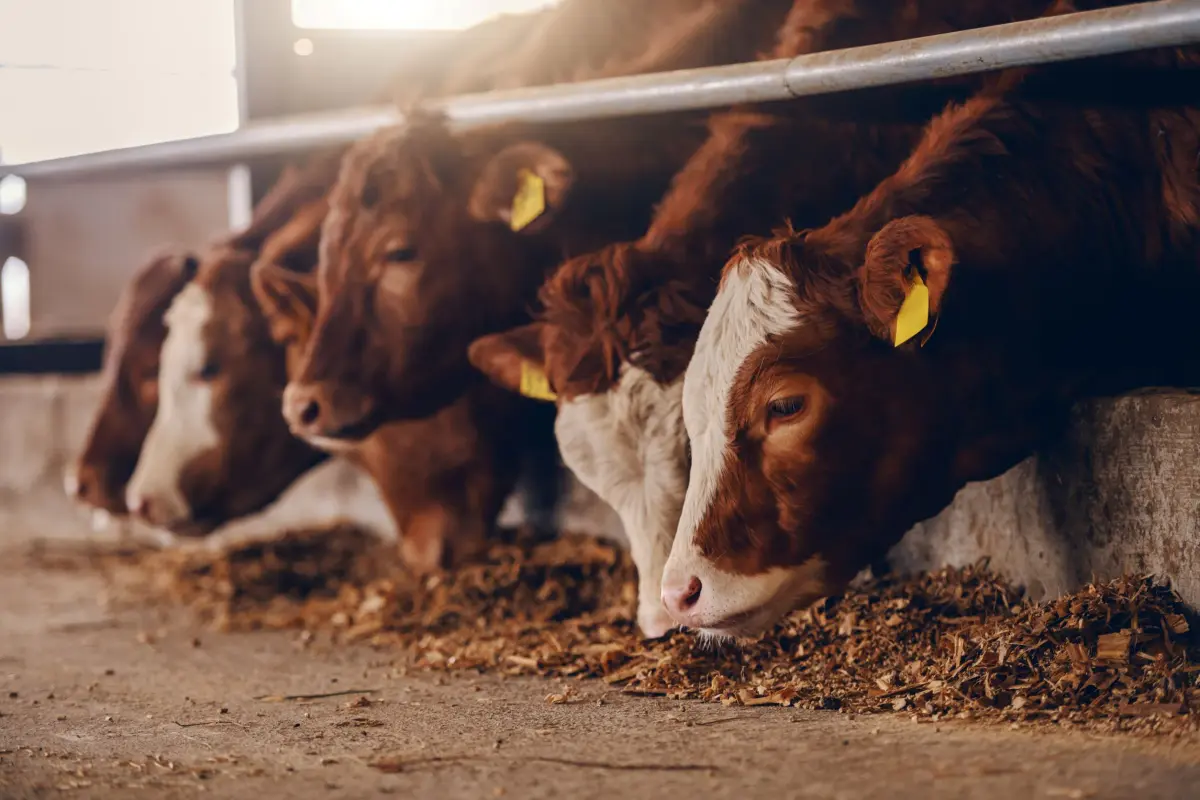 What Is Livestock and Dairy Tech