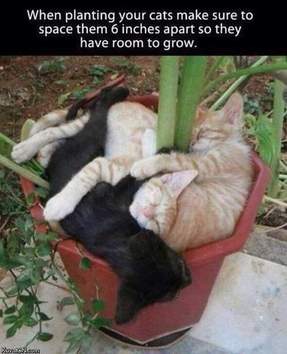 Planted-cats.jpg