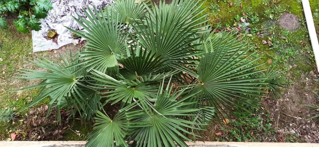 Trachycarpus Nainital - Stránka 2 131907183-1839096506238195-7657956695607555347-o