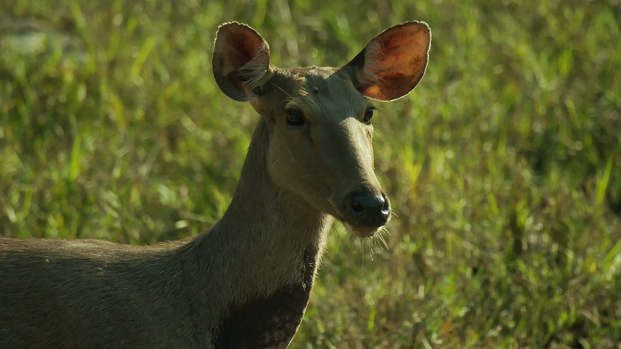 [HR] Thailand - Earth's Tropical Paradise S01E03 [BBC Two 1080p x265]_12