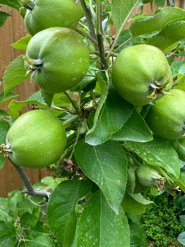 figs-11.jpg