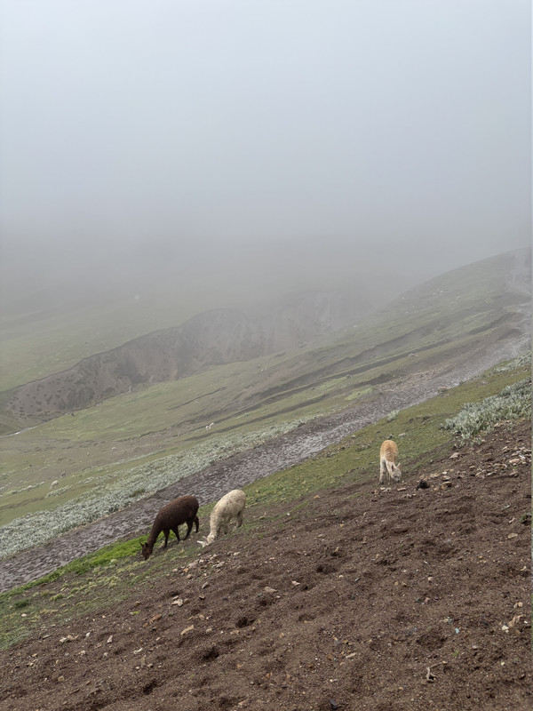 Día 8: Montaña de 7 Colores - 16 días recorriendo Perú por libre (1)