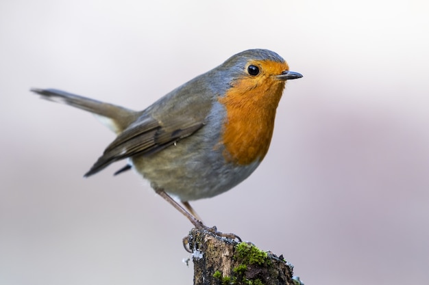 american robin spiritual meaning