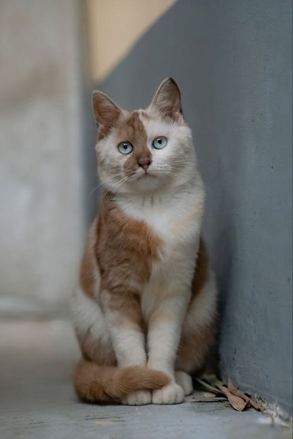 Cat-BP1c1102d13c5d3a41256c.jpg