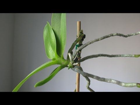 Орхидеи без листвы как спасать растения с помощью цитокининовой пасты
