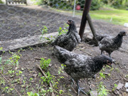 0E5720A0-5628-42AE-B34B-183EC18D12F2