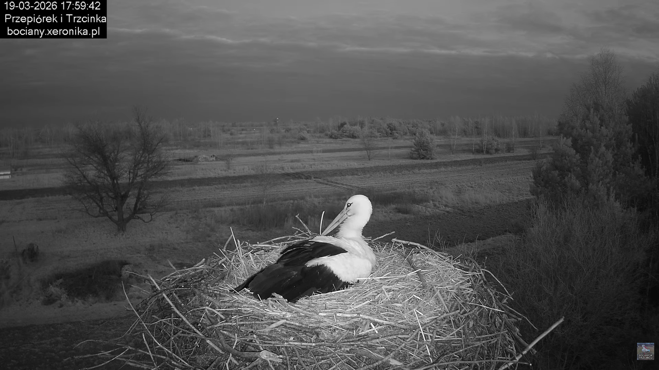 19032026 Powrót Przepiórka 22