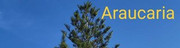 araukarija240