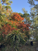 IMG-1779