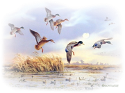 0-canards-sauvages-yo