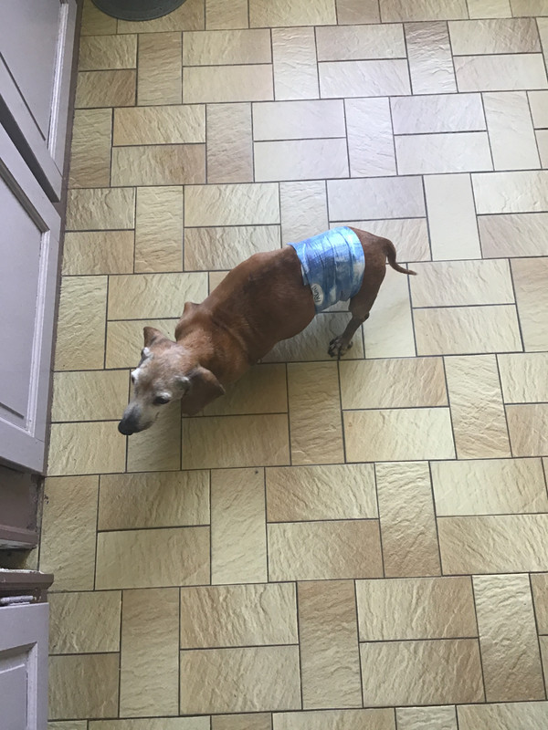 [Image: A2546-E9-C-6-D31-4774-9-ADF-22-C78-E78-F71-C.jpg]