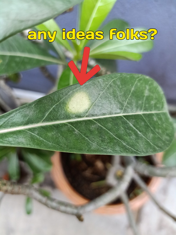 white-dot-on-adenium-leaves.jpg