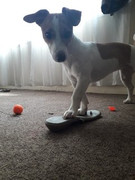Bella-Pattison