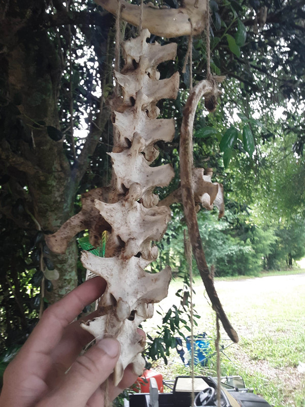 Intact deer spine