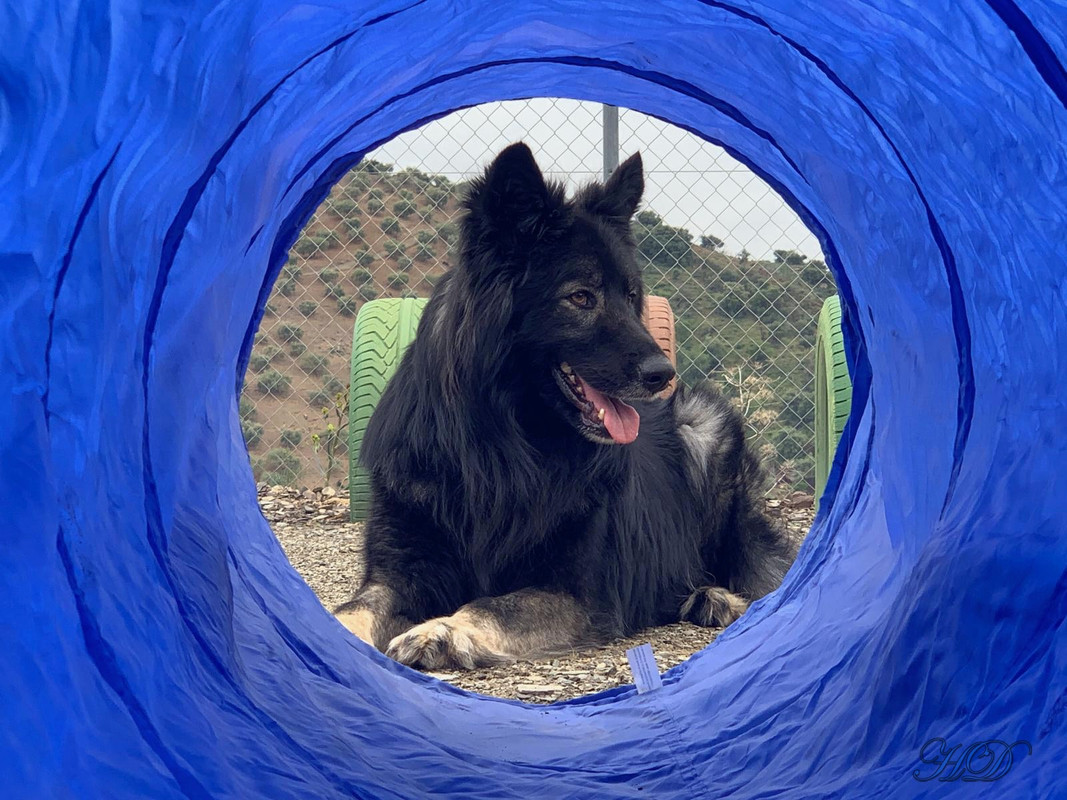 doggie-guest-at-DTC-HD.jpg